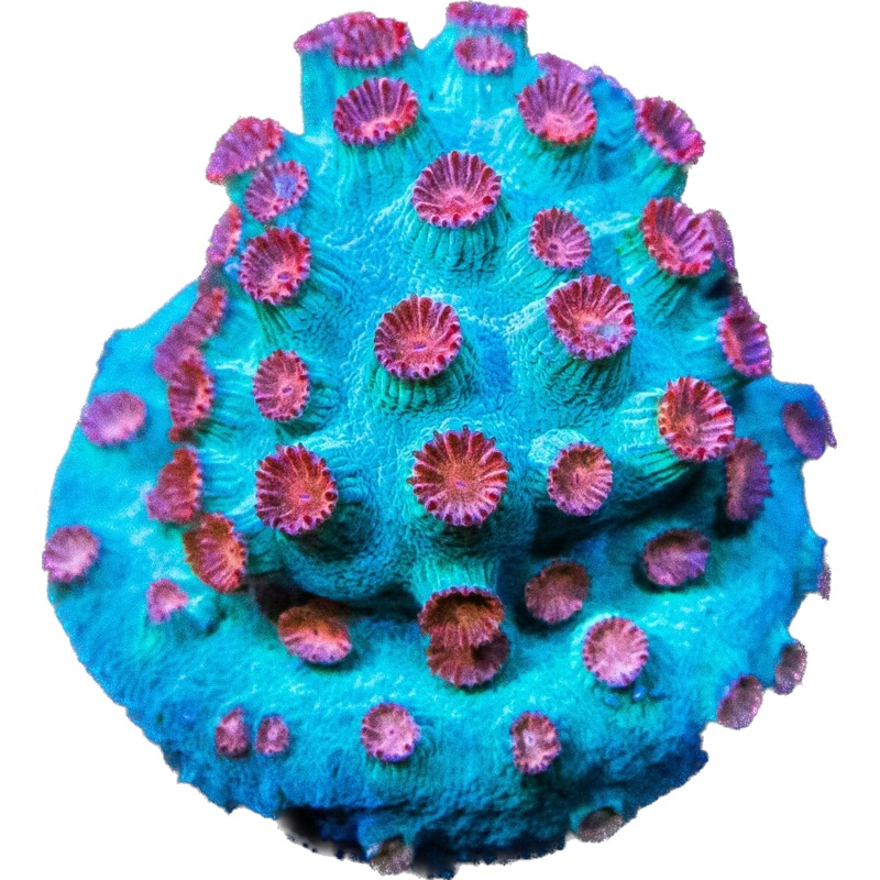 Meteor shower cyphastrea