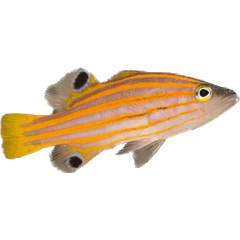 Poor Mans Candy Basslet (Liopropoma swalesi) arrived may 22