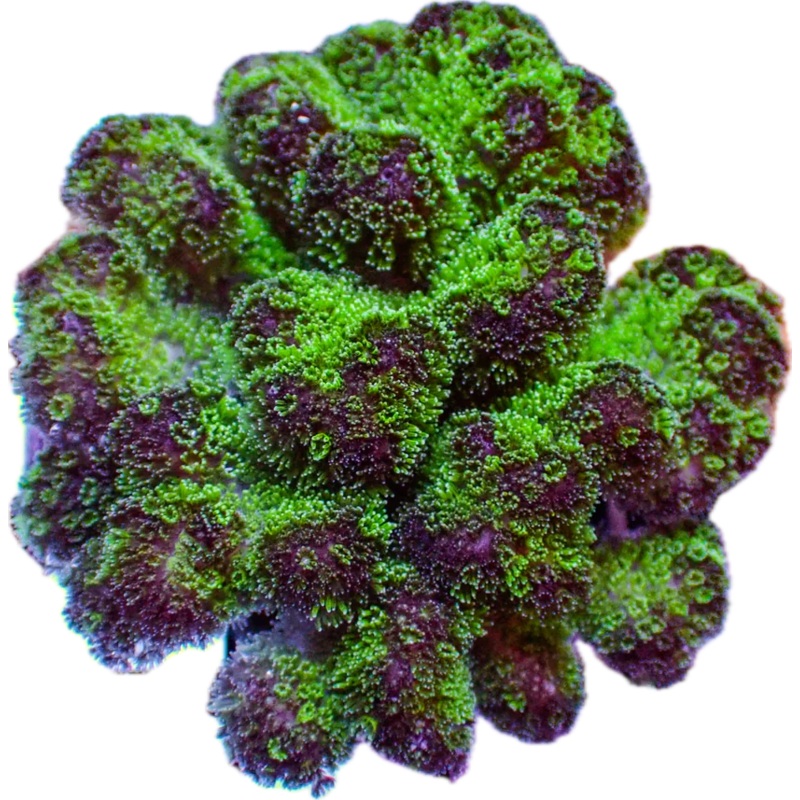 Purple Pocillapora