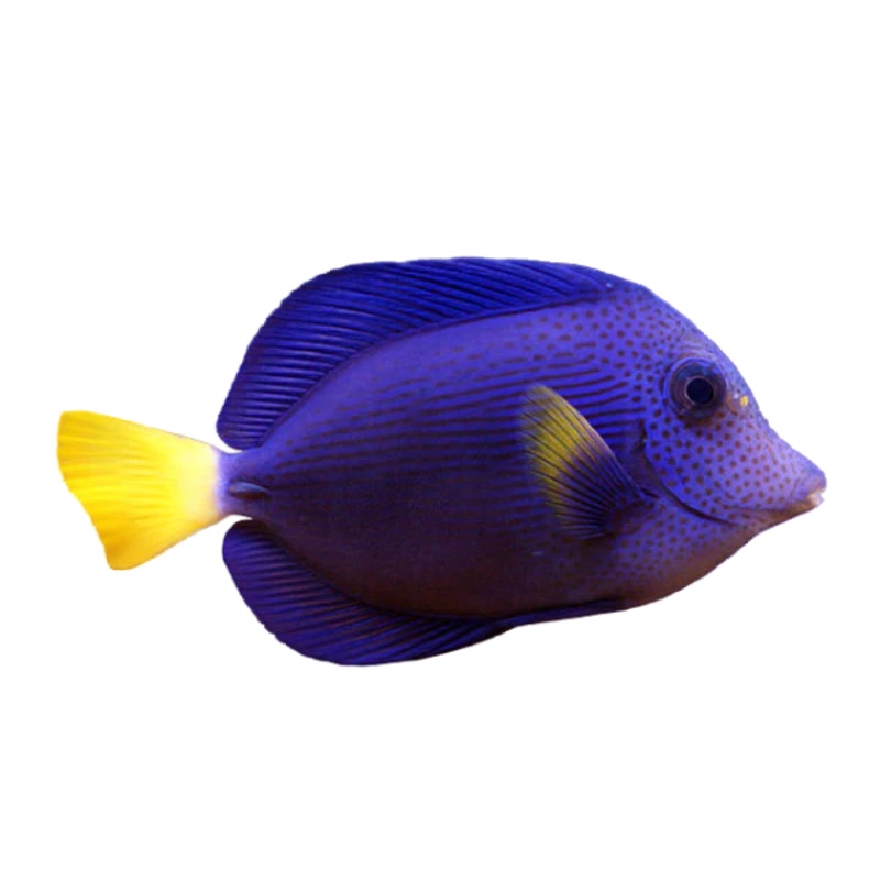 Purple Tang MD (arrived May22)