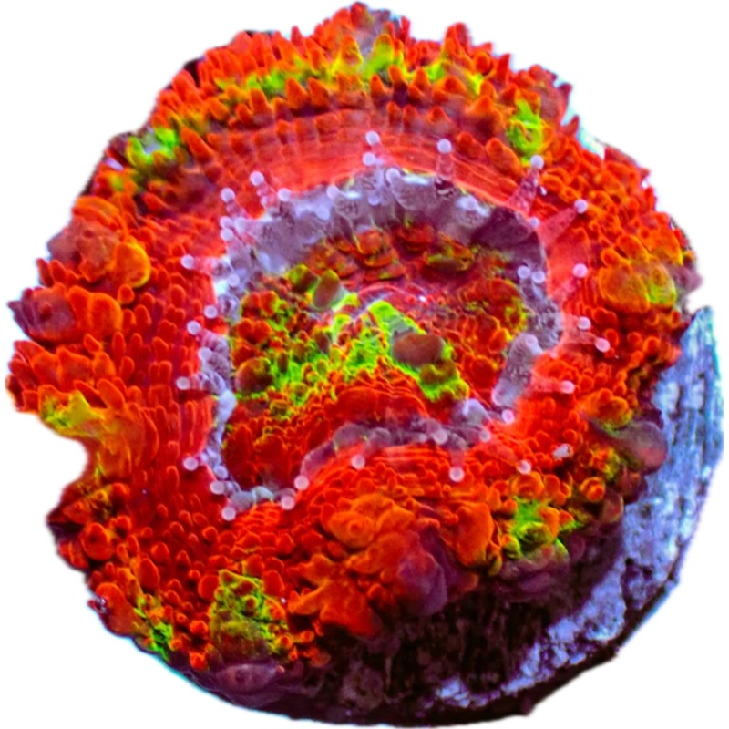 Rainbow Acan
