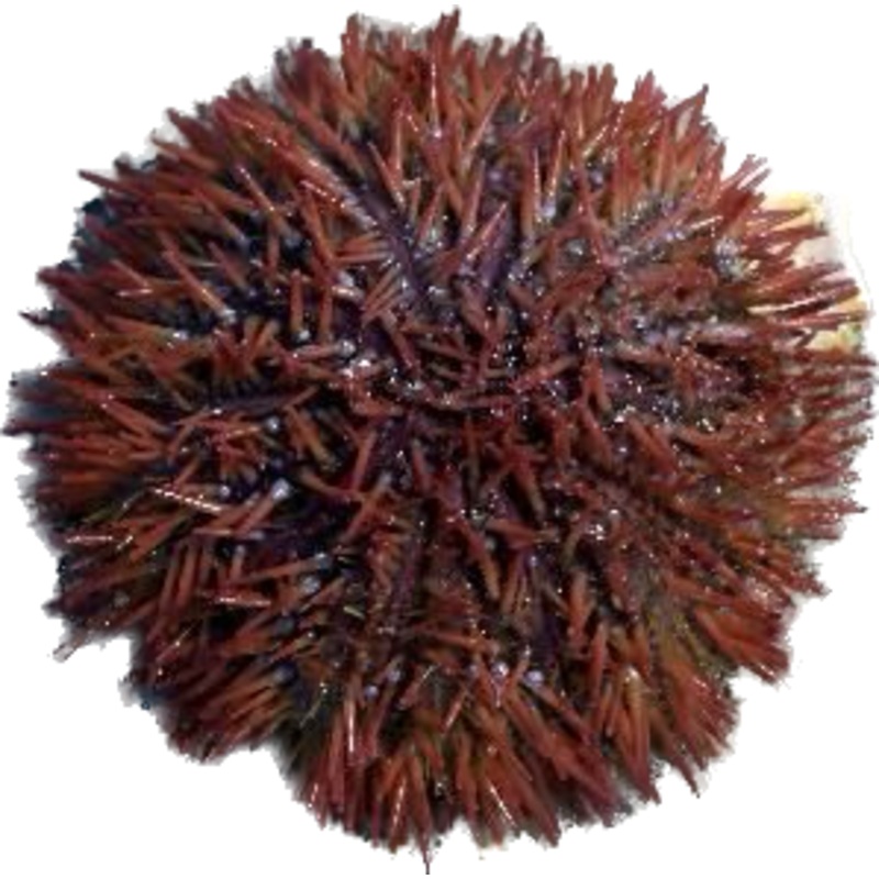 Red Collector Urchin  (Arrived March 14)