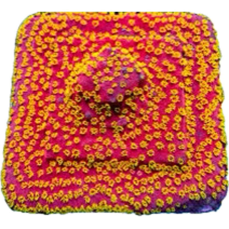 RR Firewalker Cyphastrea