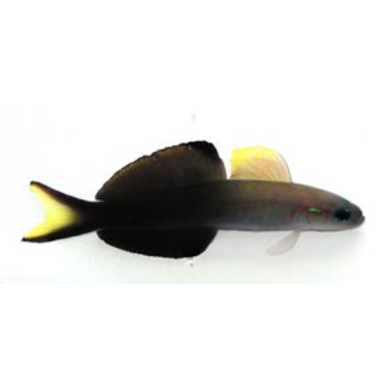 Scissortail Dartfish (arrived April 25)
