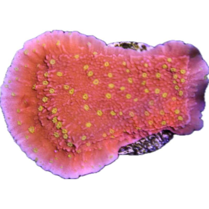 Starburst montipora frag (Grafted)