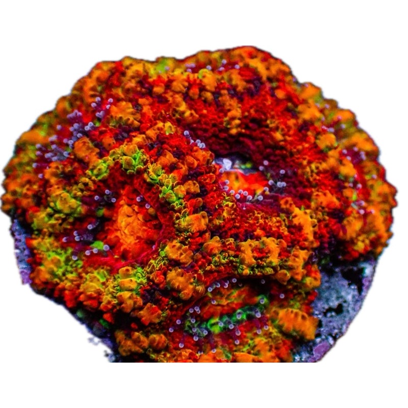 Ultimate Rainbow Acan