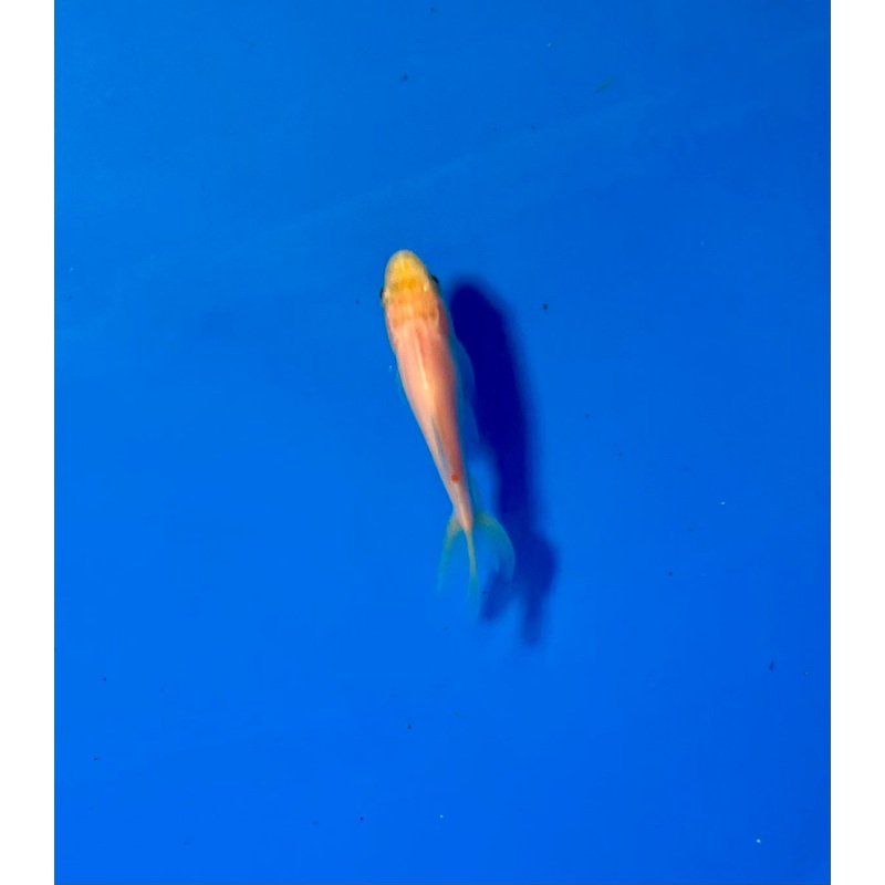 Wakin Goldfish #07 WYSIWYG