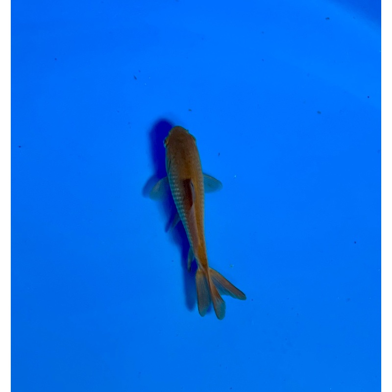 Wakin Goldfish #08 WYSIWYG