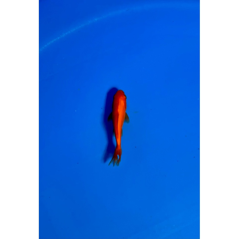 Wakin Goldfish #09 WYSIWYG