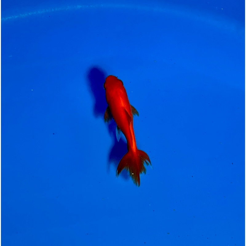 Wakin Goldfish #10 WYSIWYG