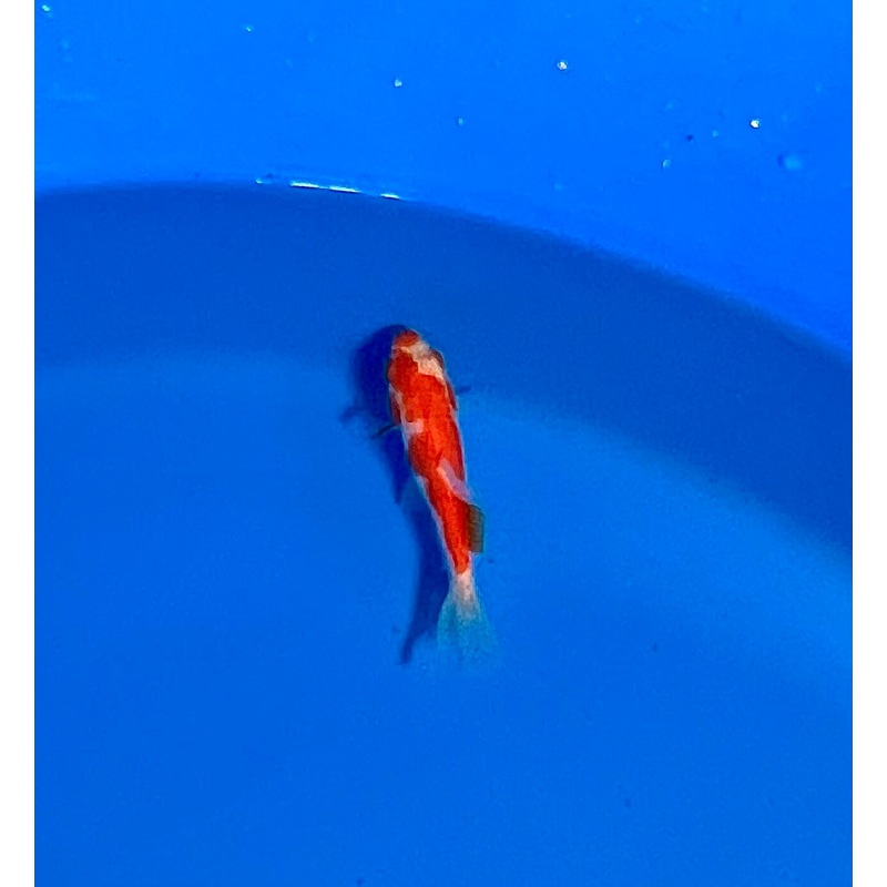 Wakin Goldfish #11 WYSIWYG