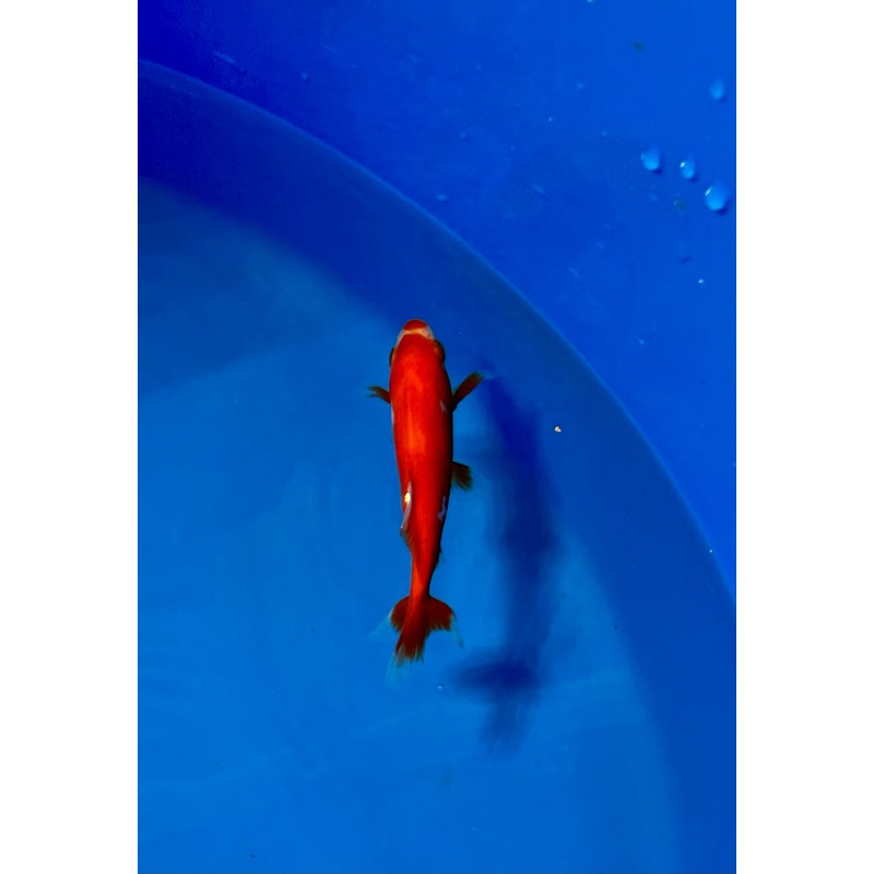 Wakin Goldfish #12 WYSIWYG