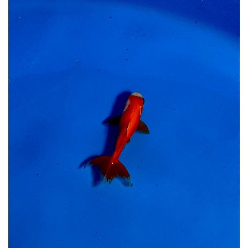 Wakin Goldfish #13 WYSIWYG