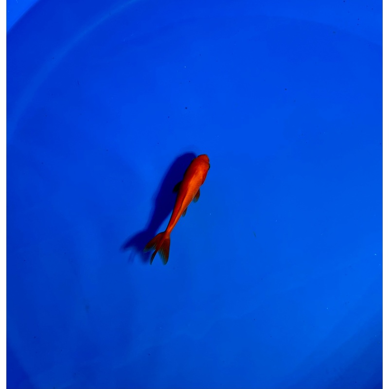 Wakin Goldfish #14 WYSIWYG