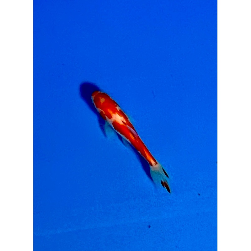 Wakin Goldfish #15 WYSIWYG