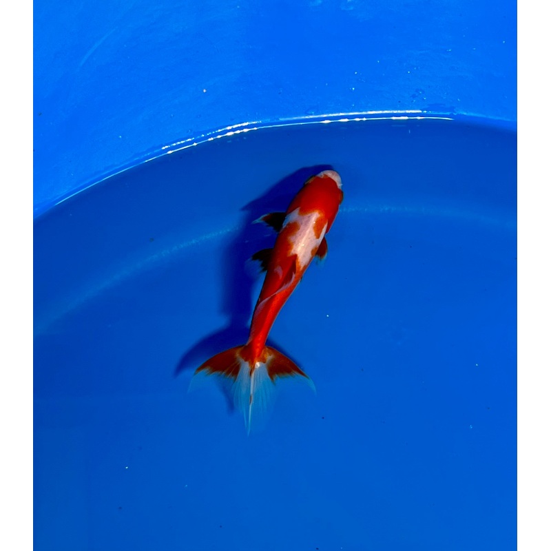 Wakin Goldfish #16 WYSIWYG