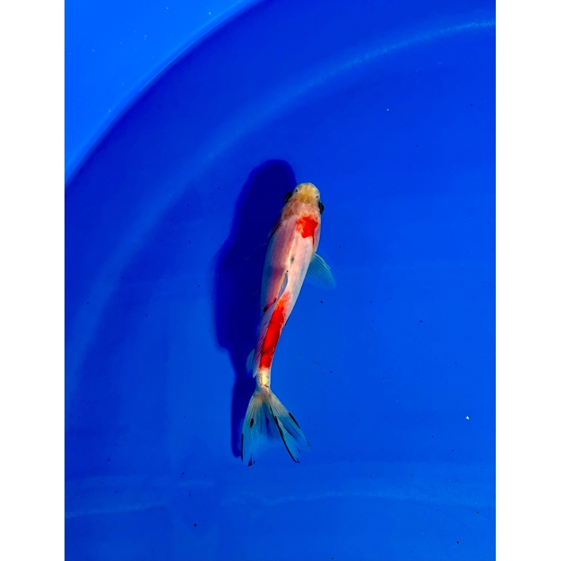 Wakin Goldfish #17 WYSIWYG
