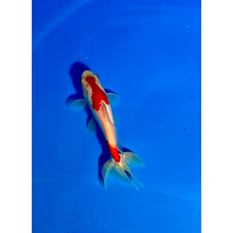Wakin Goldfish #18 WYSIWYG