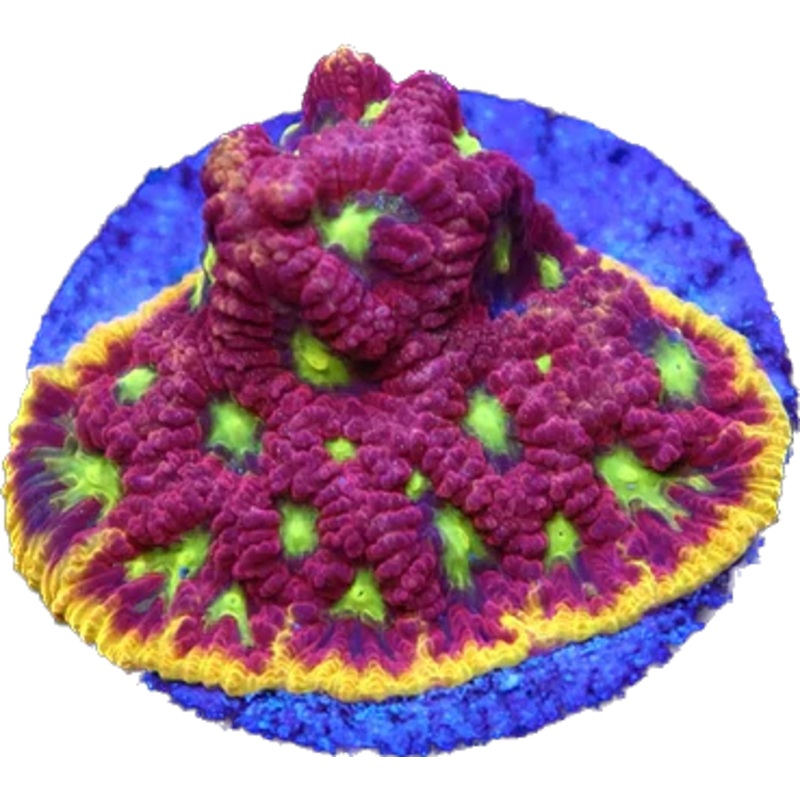 WWC Blood Diamond Favia Frag
