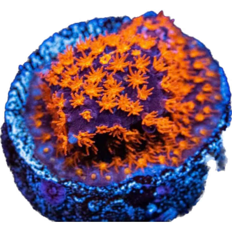 WWC Spiderman Stylocoeniella Frag