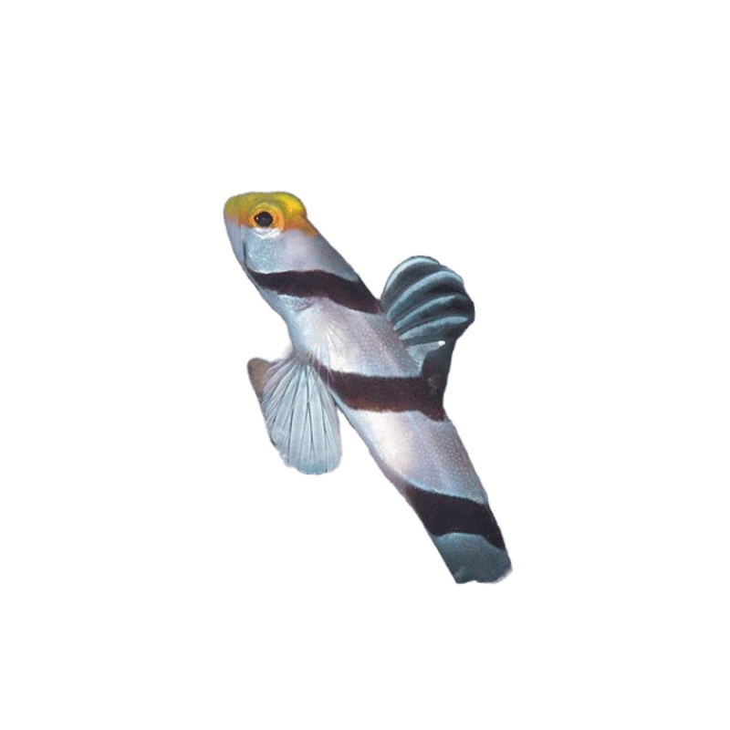 Yellow Face Candy Goby (arrived April 25)