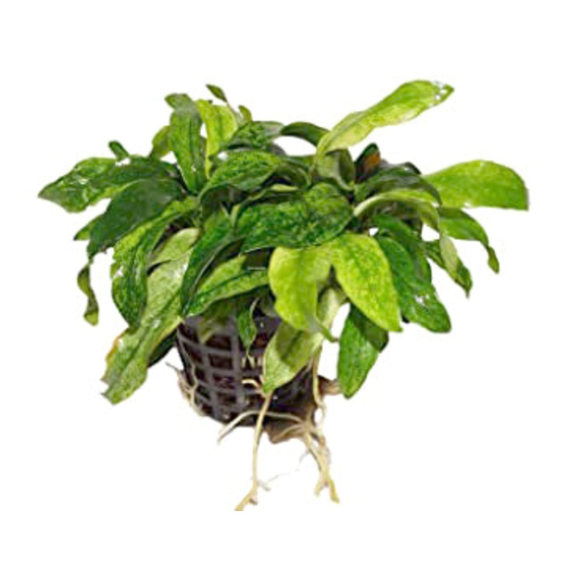 Anubias barteri var glabra variegated (1 POT)