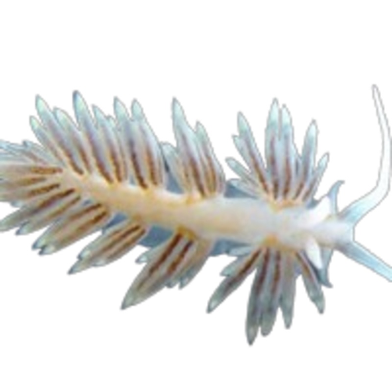Aptasia Eating Nudibranch
