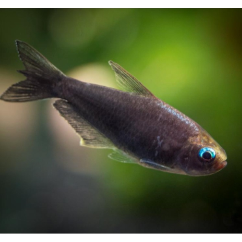 Black Emperor Tetra (Nematobrycon palmeri var. "Amphiloxus Black")
