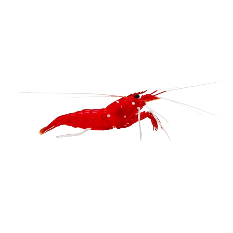 Blood Shrimp M