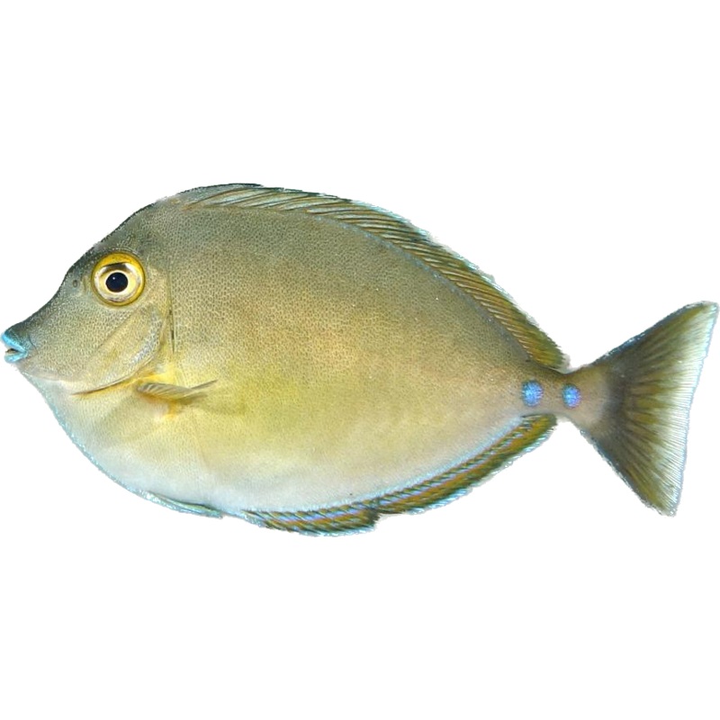 Bluelips Unicorn Tang S