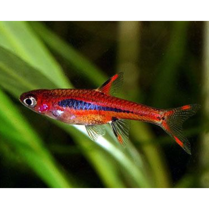 Boraras brigittae