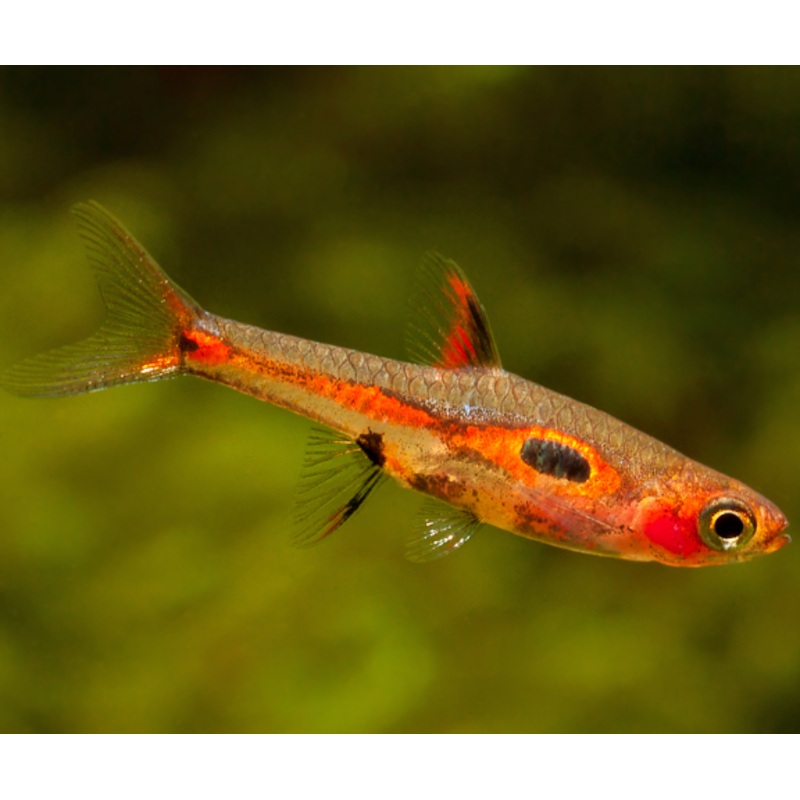 Boraras merah