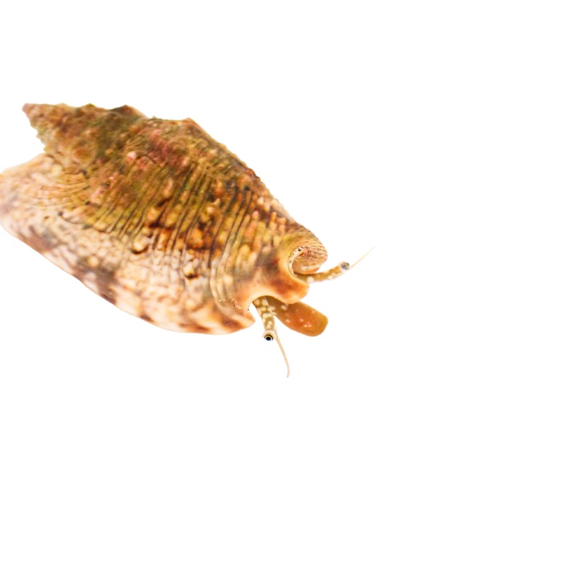 Bubble Conch