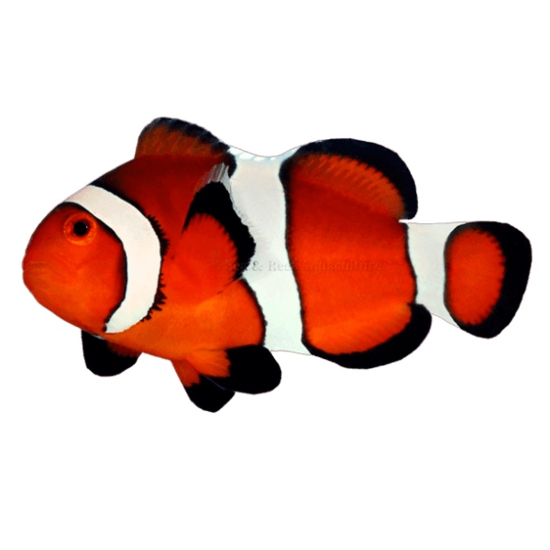 Captive Bred Orange Ocellaris Clown