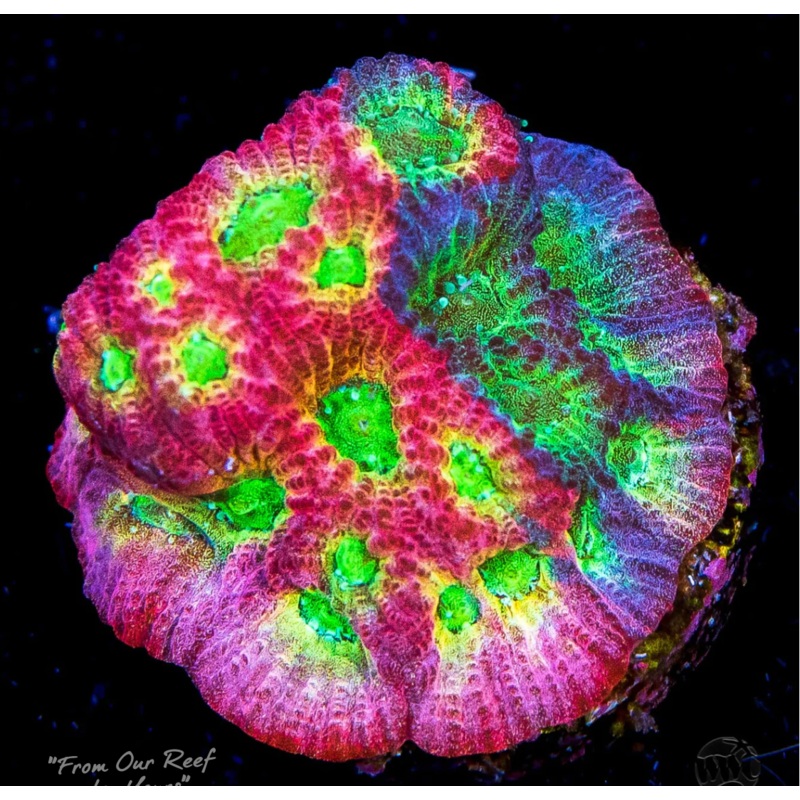 Dayglow - Uber Grafted Favia