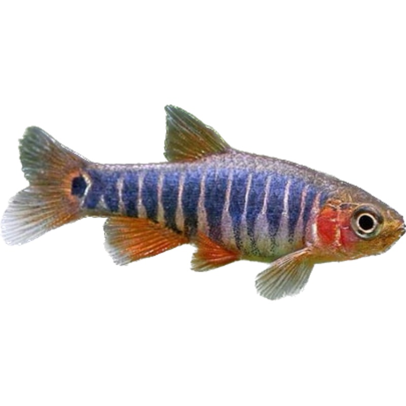 Dwarf Emerald Rasbora