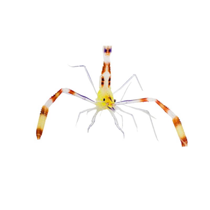 Dwarf Yellow body, Blue Leg CBS