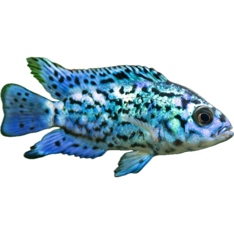 Electric blue jack dempsey