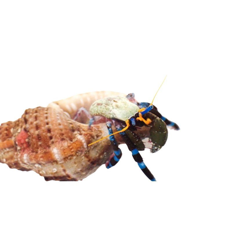 Electric Blue Knuckle Hermit Crab