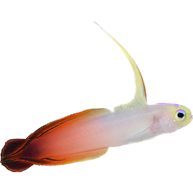 Firefish