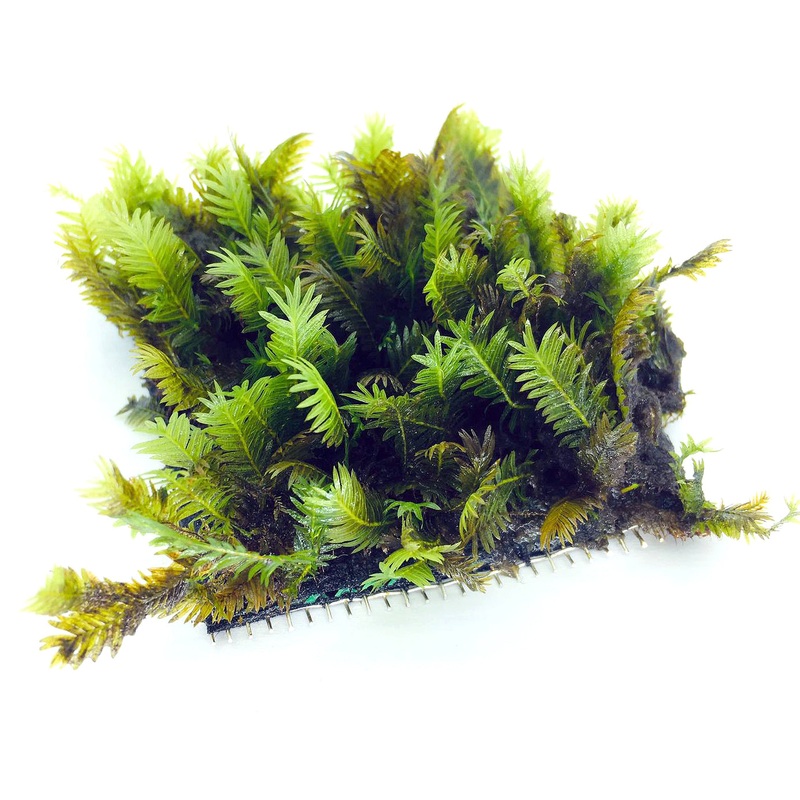 Fissiden On Mesh (3" x 3")