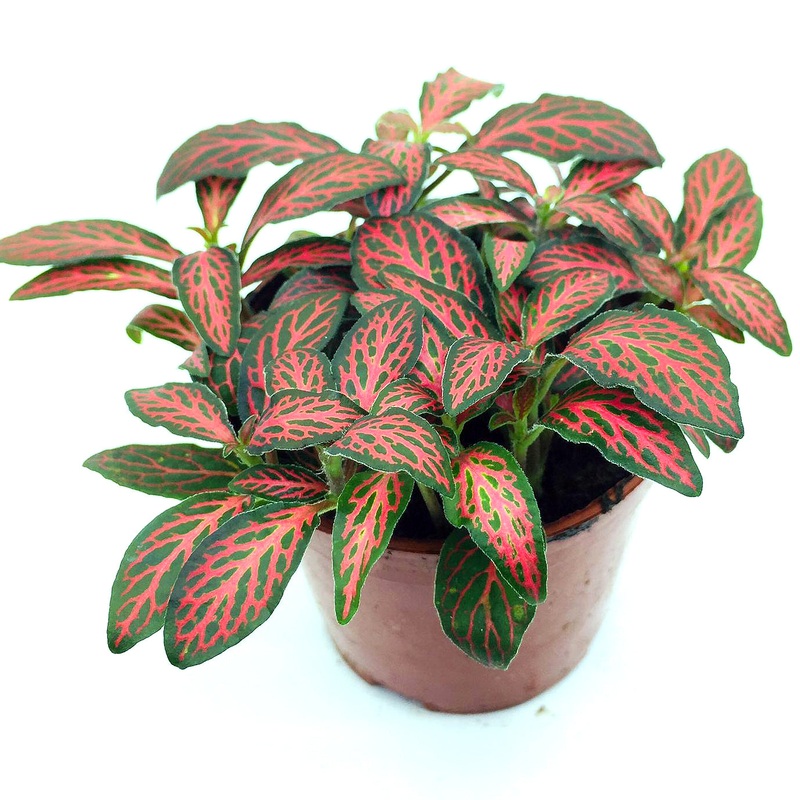 Fittonia (Dark Green & Red Line)