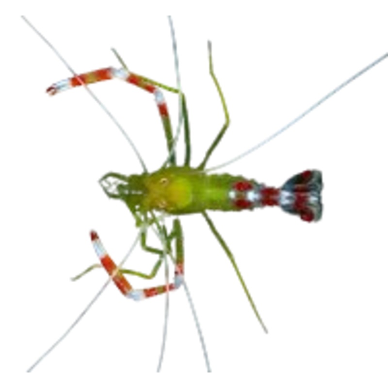 Gold Coral Banded Shrimp