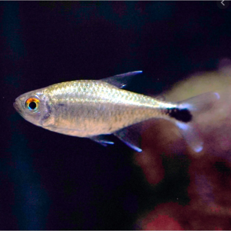 Gold Tetra (Hemigrammus rodwayi)