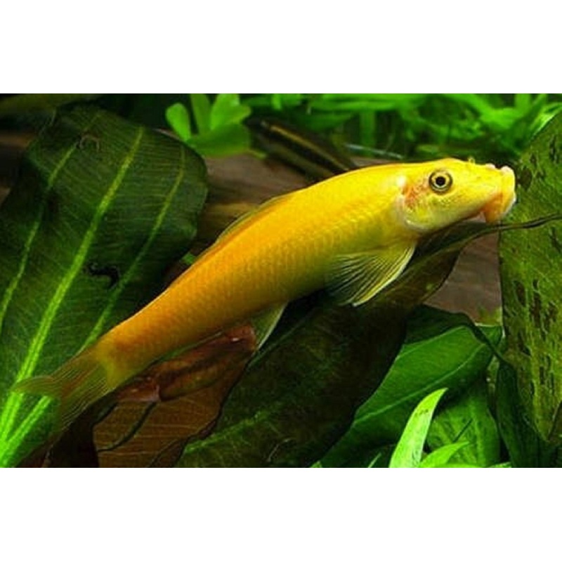 Golden Algae Eater