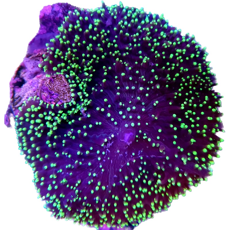 Green Fuzzy Mushroom