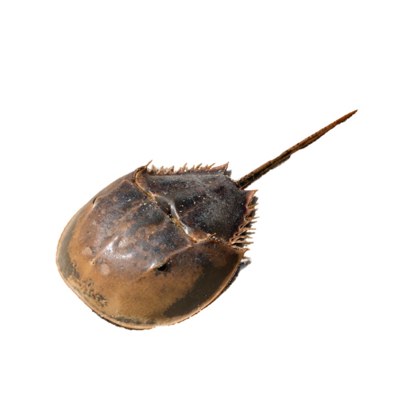 Horseshoe Crab M