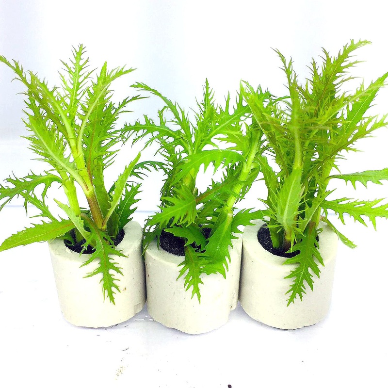 Hygrophila balsamica (1 POT)