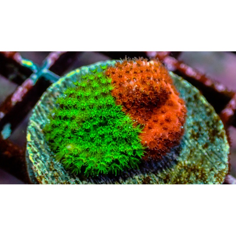 JF Candy Coated 50-50 Stylocoeniella