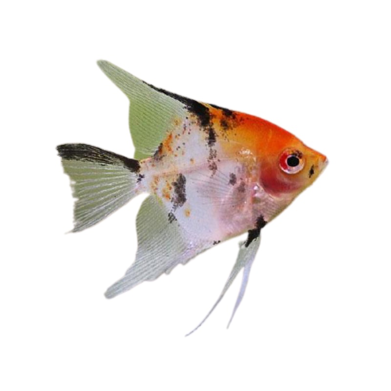Koi Angelfish